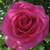Rose - Rosiers hybrides de thé - Lucia Nistler®